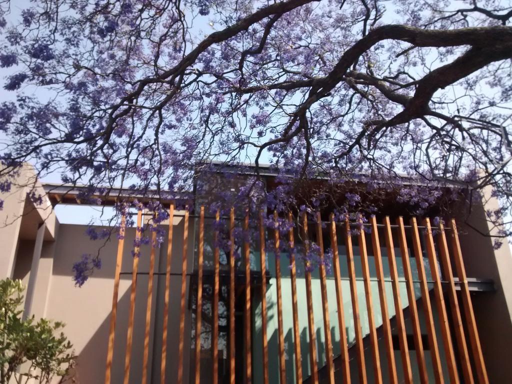 Hotel Criol Керетаро Екстер'єр фото Jacaranda trees in bloom at the University of Pretoria